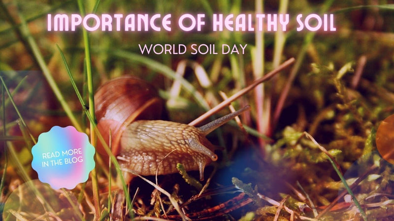 Importance of healthy soil and sustainable management: WORLD SOIL DAY
